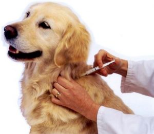 Dog being vaccinated