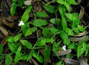 wandering jew dog allergy