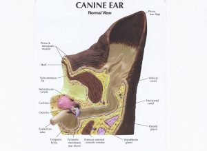 Normal Canine ear