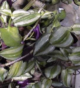 wandering jew dog allergy