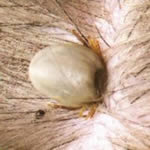 A tick attached