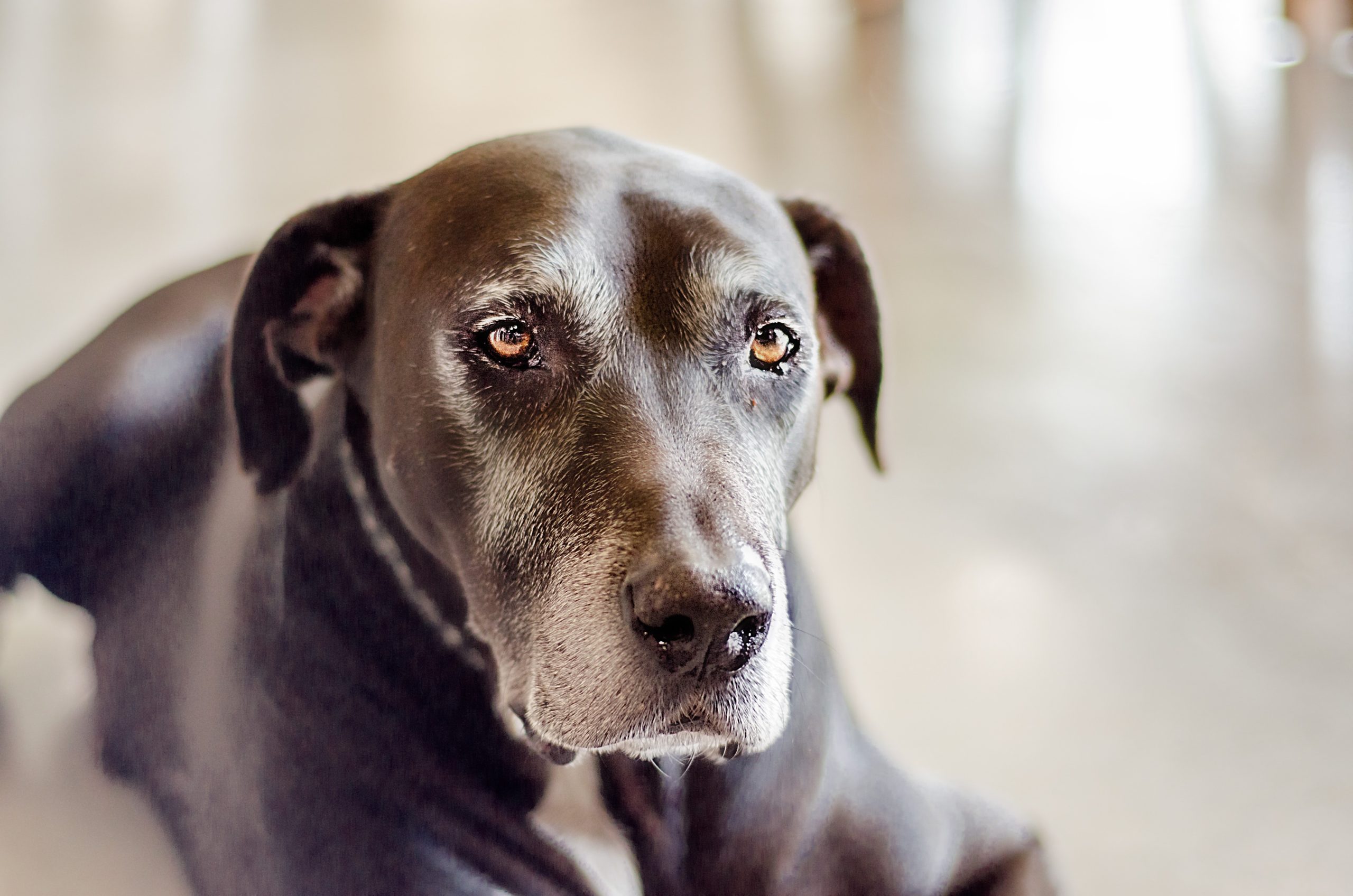 Dietary Advice for Dogs undergoing Palliative Care and Chemotherapy.
