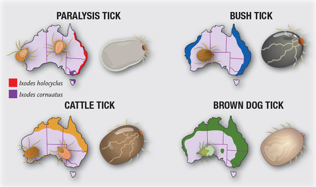 Tick Distribution Image